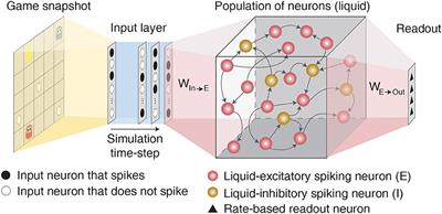 Reinforcement Learning With Low-Complexity Liquid State Machines